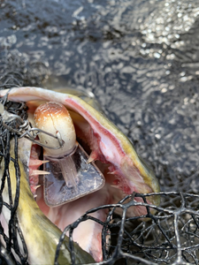 Cast, catch, and repeat – Minocqua style